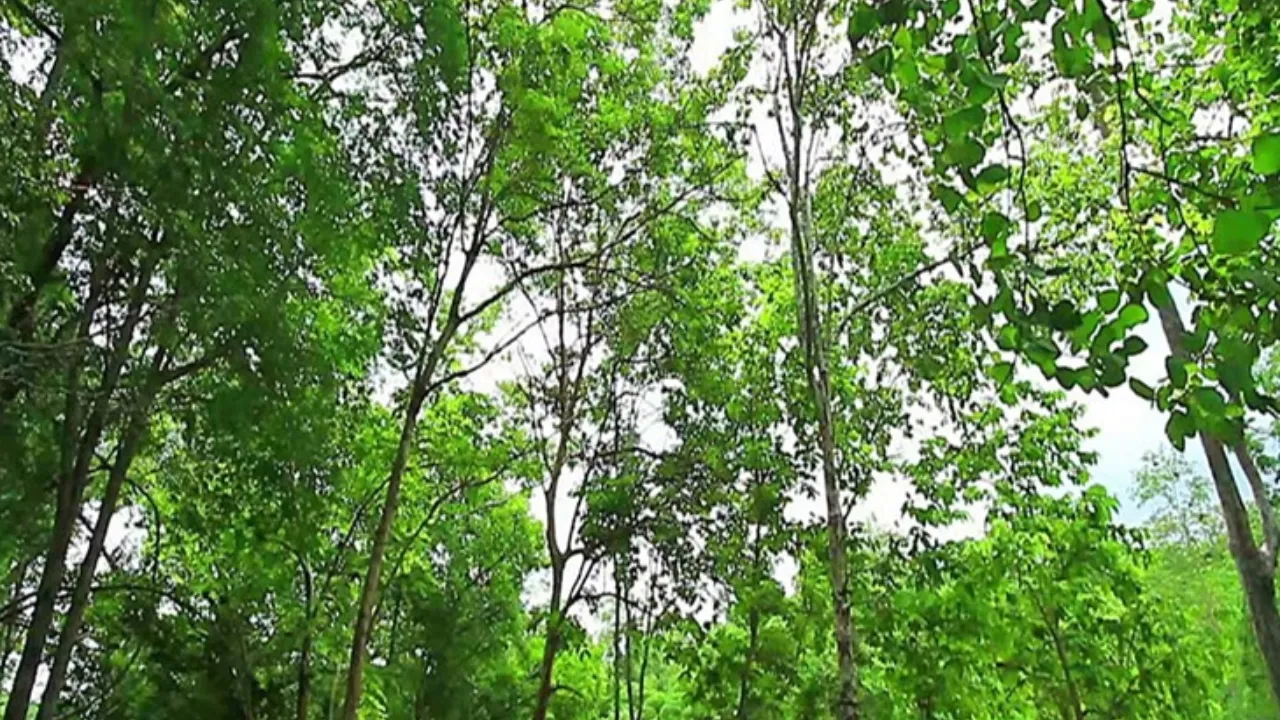 नालंदा में जल-जीवन-हरियाली को मिली रफ्तार, 16 योजनाओं को मिली लाखों की मंजूरी 