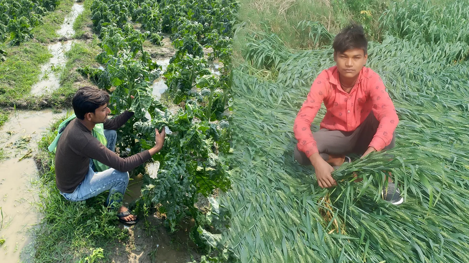 कासगंज: बारिश और ओलावृष्टि से गेंहू, सरसो, तंबाकू की फसले तबाह