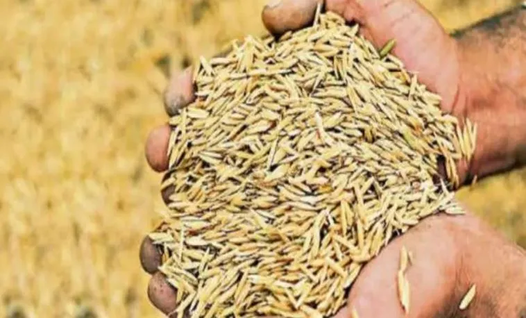 लखीमपुर खीरी: गेहूं खरीद के लिए बनाए गए 159 केंद्र, 2425 रुपये क्विंटल का मिलेगा भाव