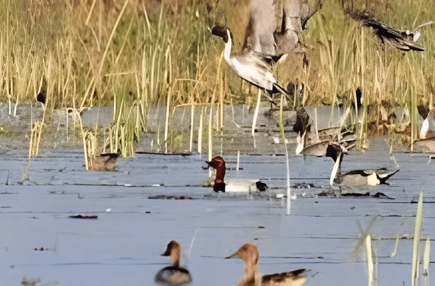 कासगंज: मौसम परिवर्तन होते ही विदाई ले गए मेहमान परिंदे, स्वदेशी पक्षी ही कर रहे जिले में कलरव