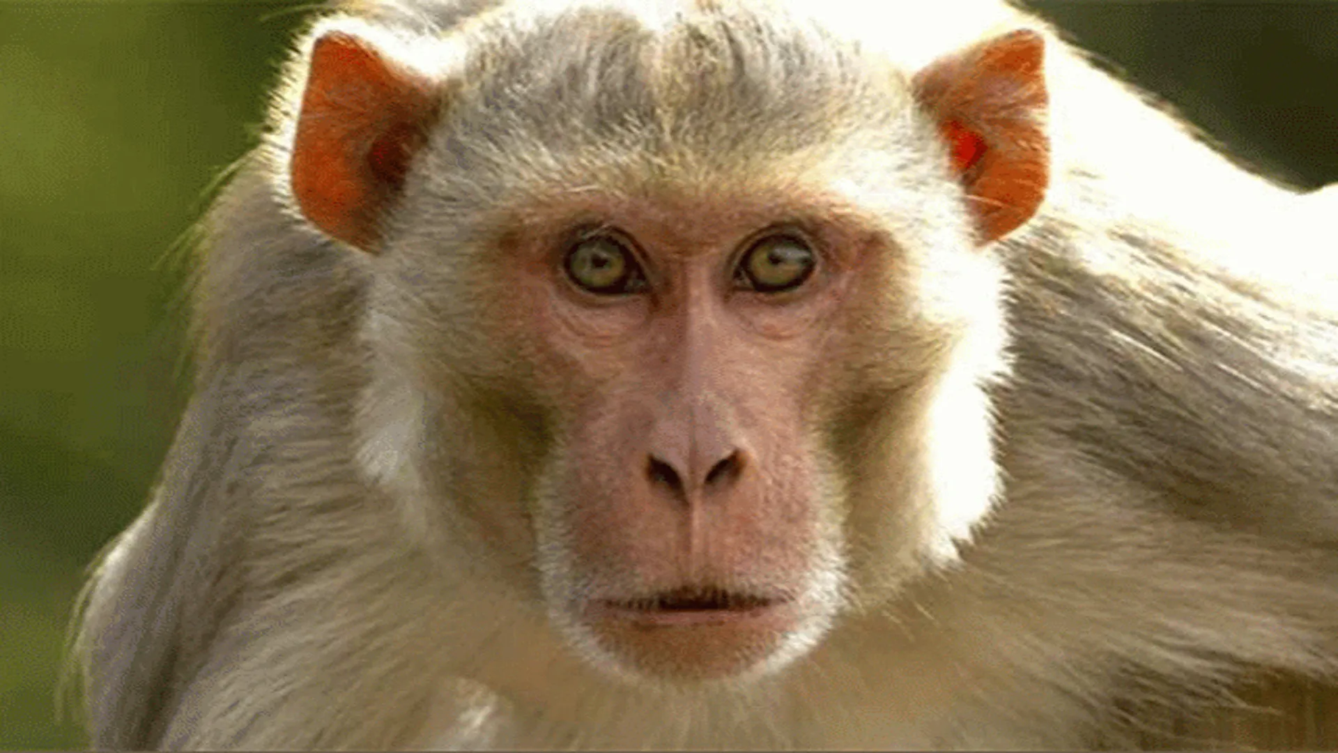 संभल : एक बंदर पर उडे़ल दिया तेजाब, दूसरे की चिमटे से फोड़ी आंख