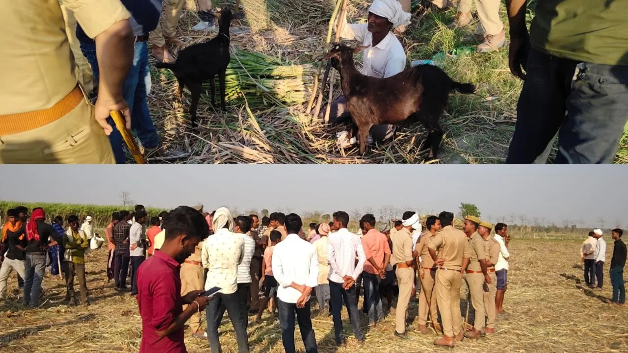 लखीमपुर खीरी: गन्ना काट रही महिला पर तेंदुए का हमला...गंभीर रूप से घायल, रेंजर से भिड़े ग्रामीण