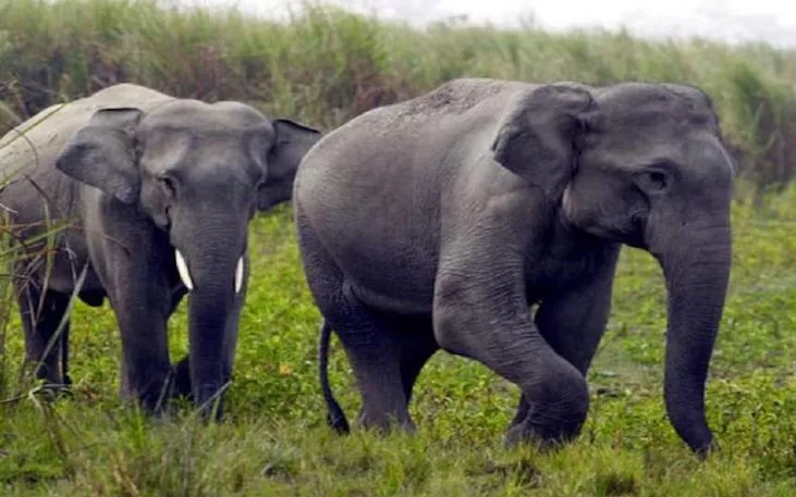 पीलीभीत: हाथियों को घेरें नहीं बल्कि उन्हें रास्ता दें, भगाने के लिए जलाएं सूखी मिर्च