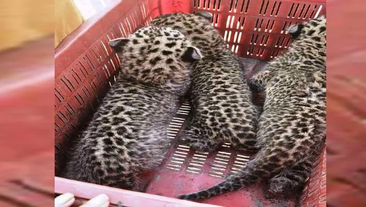 लखीमपुर खीरी: गन्ने के खेत में दिखे तेंदुए के तीन शावक, अगले दिन मादा ले गई जंगल