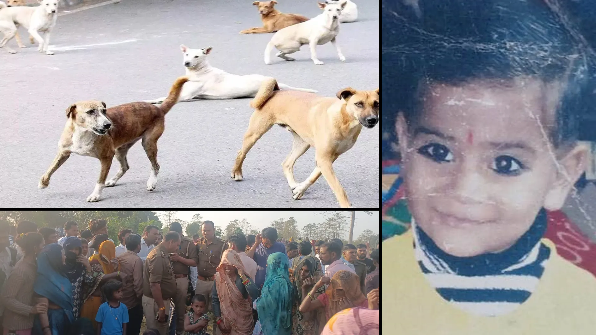 कासगंज : आवारा कुत्तों ने छह साल की अबोध बालिका को बनाया शिकार, मौत