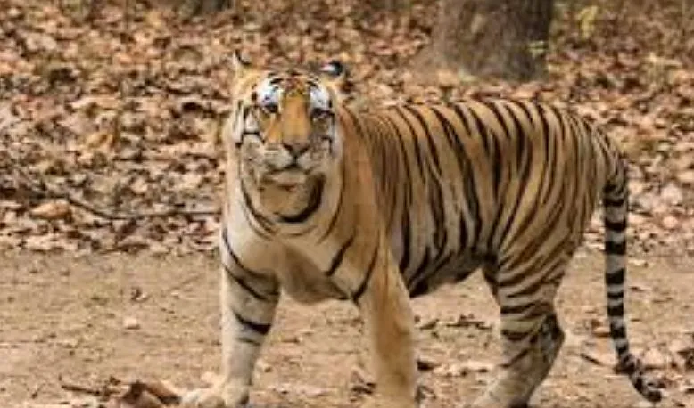 पीलीभीत के इस गांव में दिखा बाघ, ग्रामीणों में दहशत, वीडियो वायरल