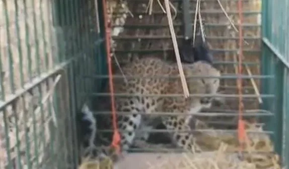 लखीमपुर में बकरी के लालच में फंसा तेंदुआ, वन विभाग ने ली राहत की सांस!