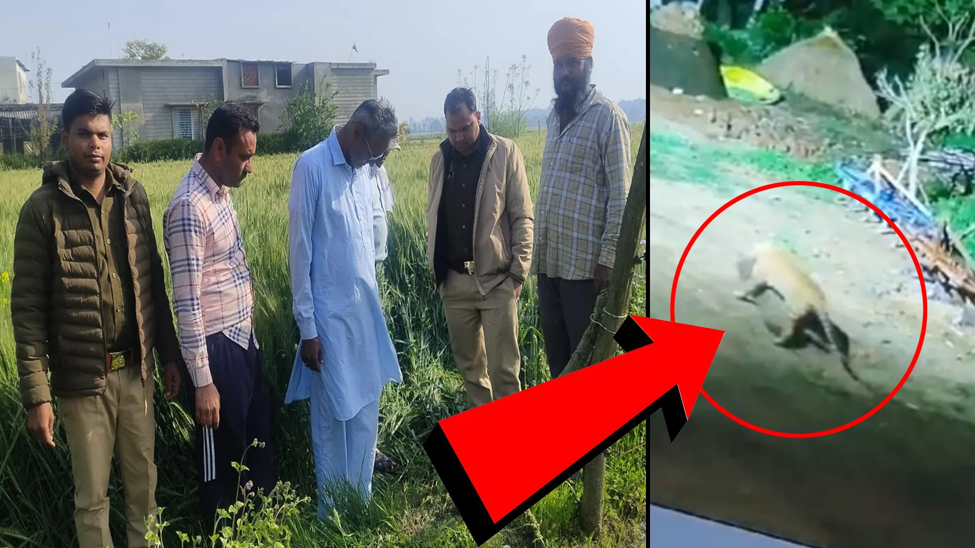 शाहजहांपुर: नेपोलियन कुत्ता मुंह में दबोचा और चल दिया तेंदुआ...CCTV देख मकान मालिक भी हैरान