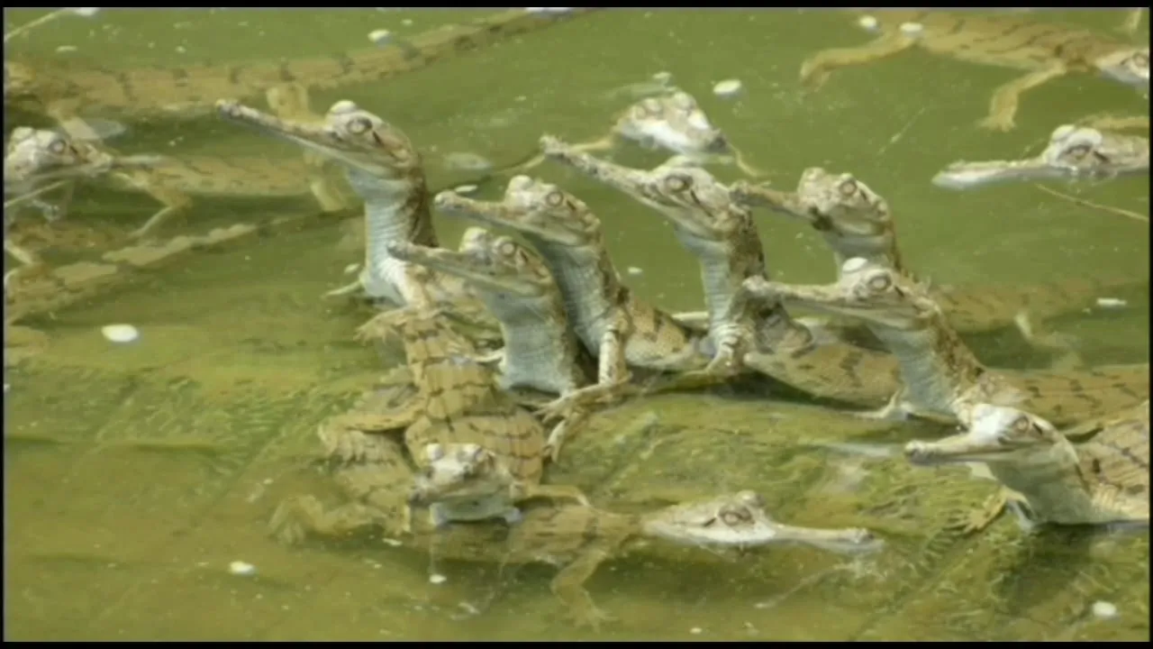 कॉर्बेट टाइगर रिज़र्व में जलीय जीवों की गणना पूरी, संख्या में इजाफा होने की उम्मीद