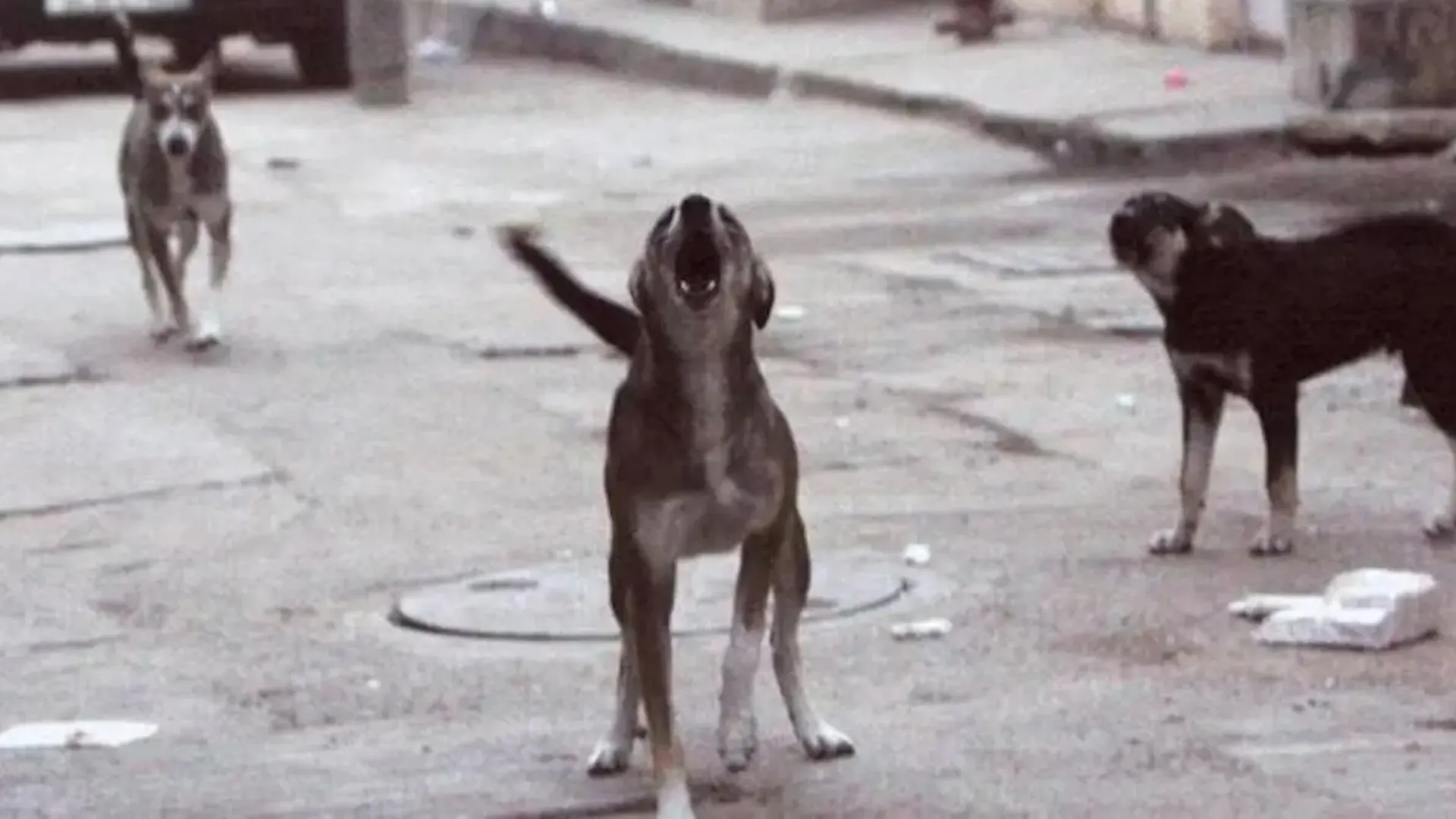 कासगंज: आदमखोर कुत्तों के आतंक से दहशत...एक मासूम की मौत, तीन घायल