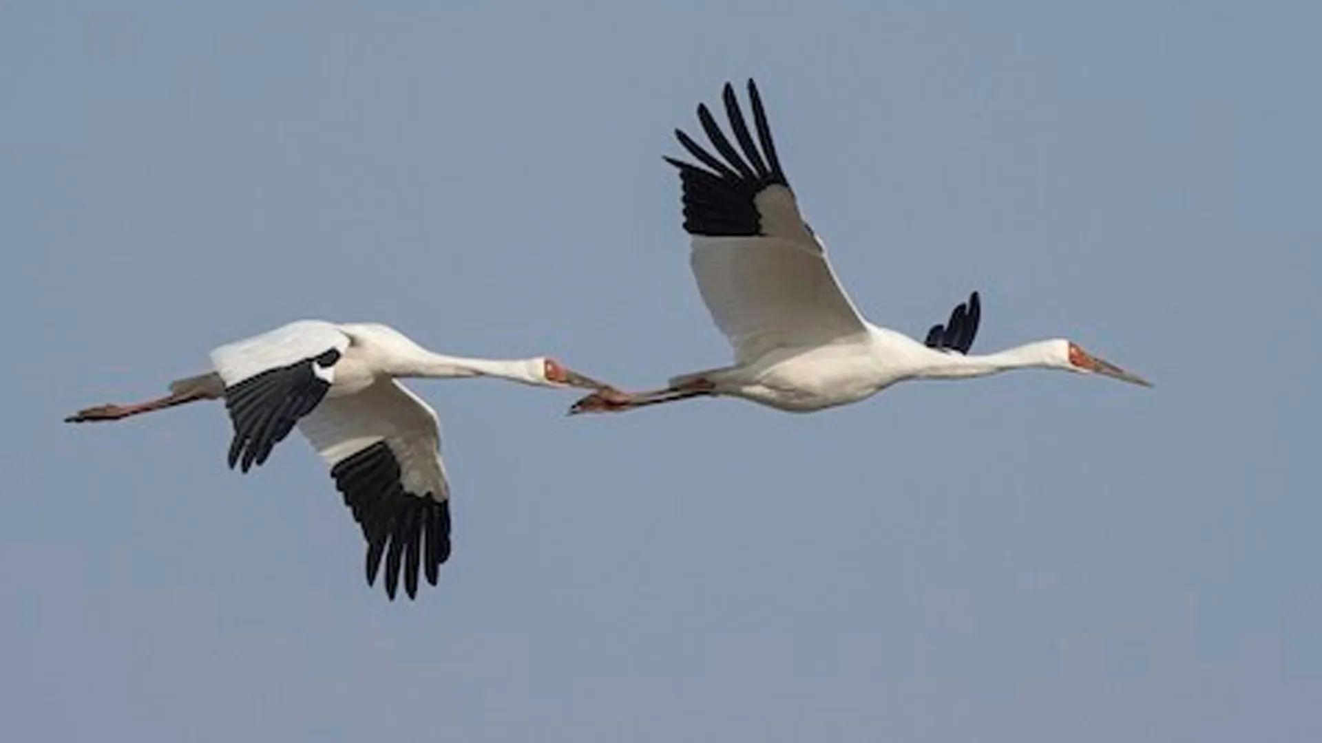 पीलीभीत: पहले किया साइबेरियन पक्षी का शिकार और फिर पकाने लगे मांस...एक गिरफ्तार, पांच भागे