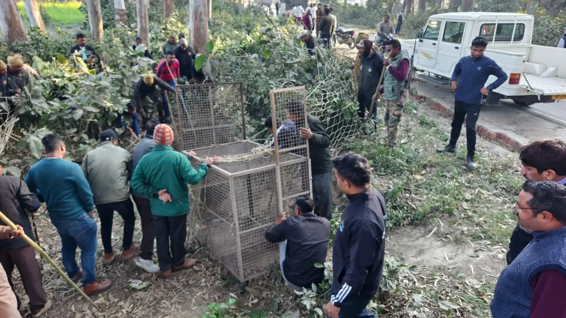 पीलीभीत: आबादी में पहुंचा भालू, वन विभाग ने किया रेस्क्यू...आईवीआरआई टीम ने किया परीक्षण