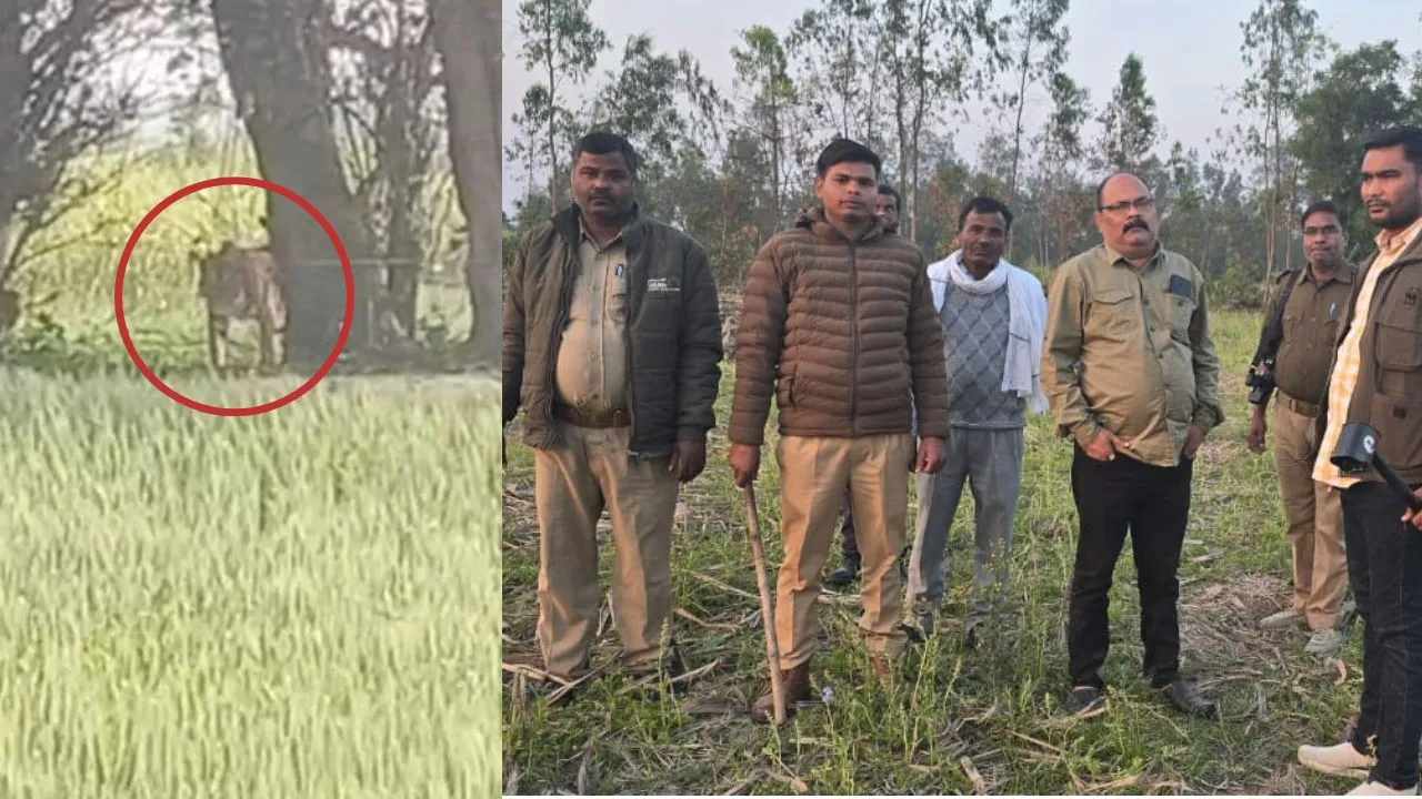 शाहजहांपुर: खुटार वन रेंज में बाघ की दहशत...वीडियो वायरल