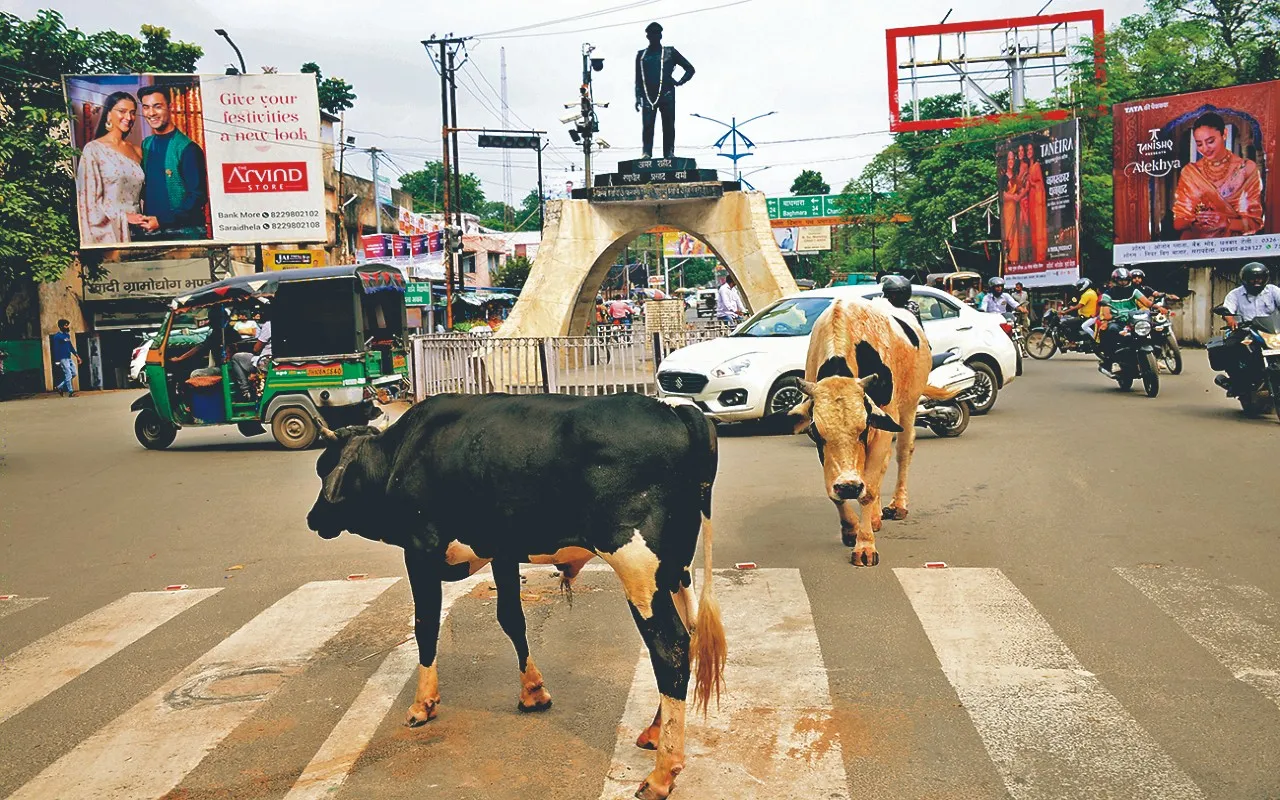 रोज निकलती है मवेशियों की फ्लीट, पीछे-पीछे चलता है यातायात     