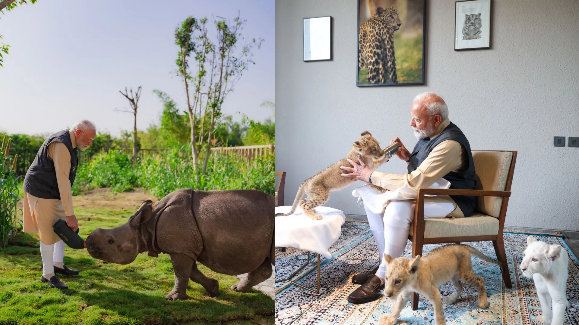 PM मोदी ने ‘वनतारा’ में सफेद शेर, बाघ, गैंडा के शावकों को पिलाया दूध, देखें मनमोहक तस्वीरें