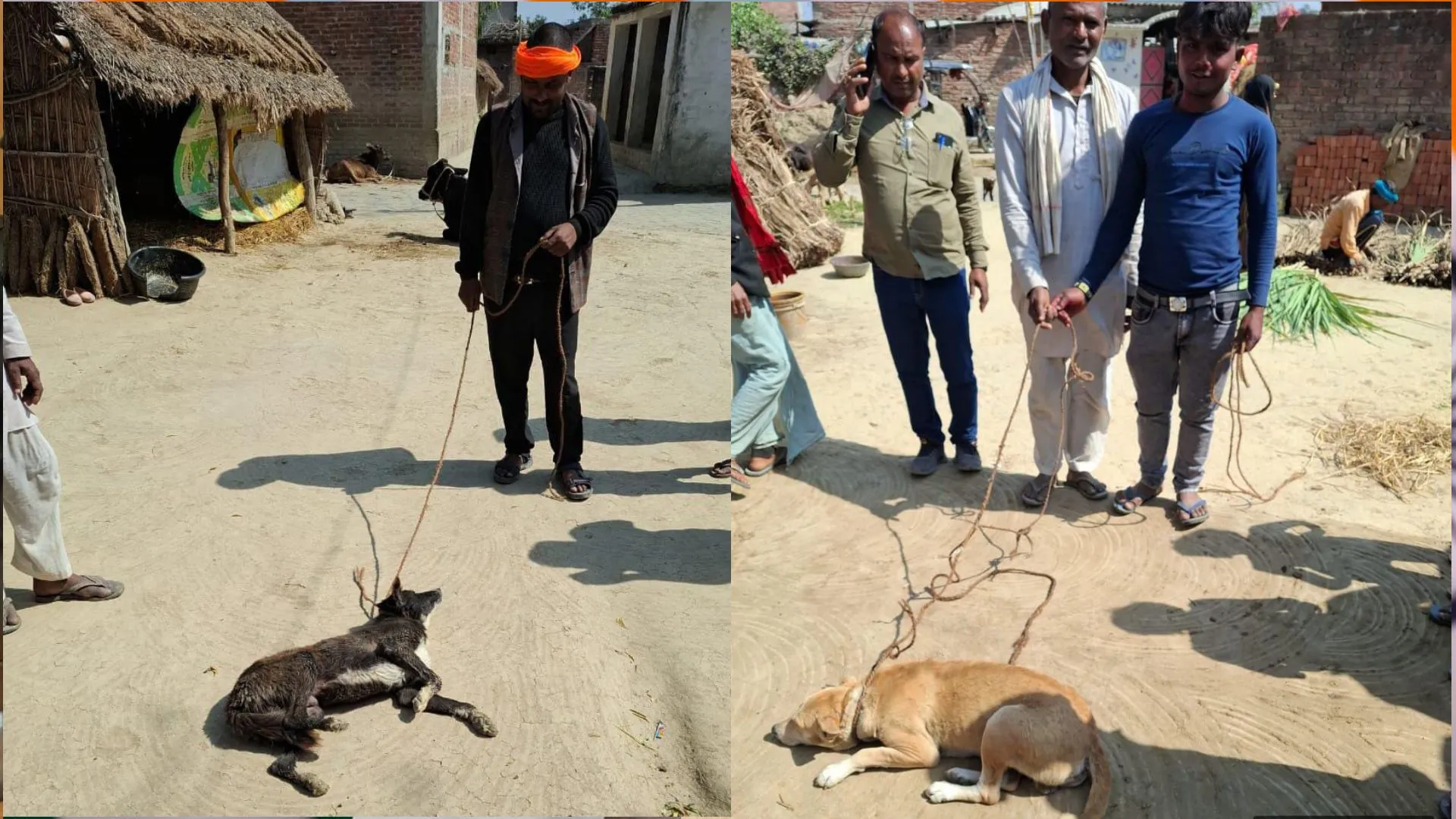 बहराइच: खैरीघाट में टीम ने तीन आवारा कुत्तों को पकड़ा, नसबंदी के बाद गांव में छोड़े जाएंगे कुत्ते