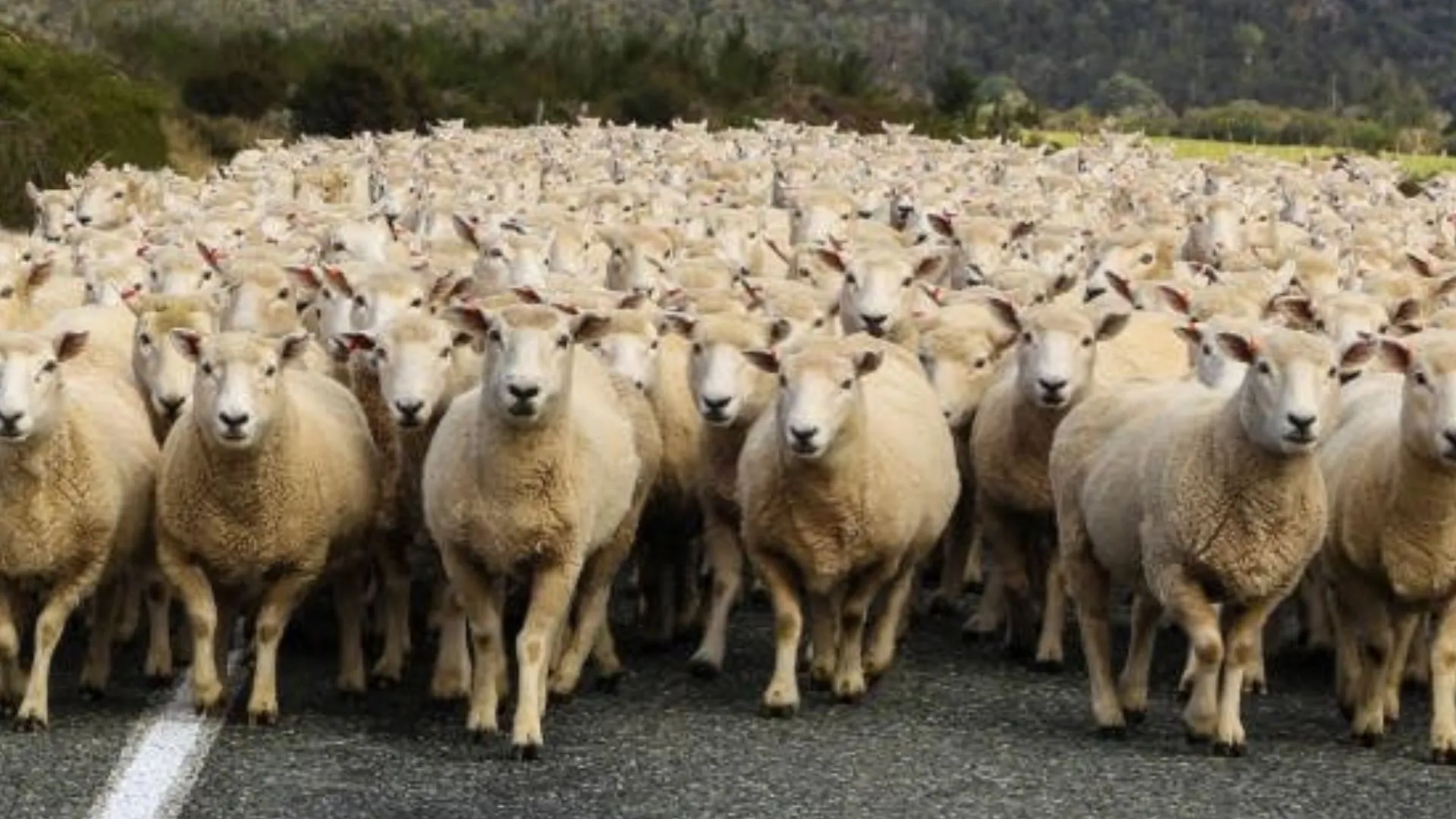 पटना में ओवर स्पीडिंग: अनियंत्रित ट्रक ने चरवाहे को रौंदने के बाद 17 भेड़ों को कुचला, मची अफरा तफरी