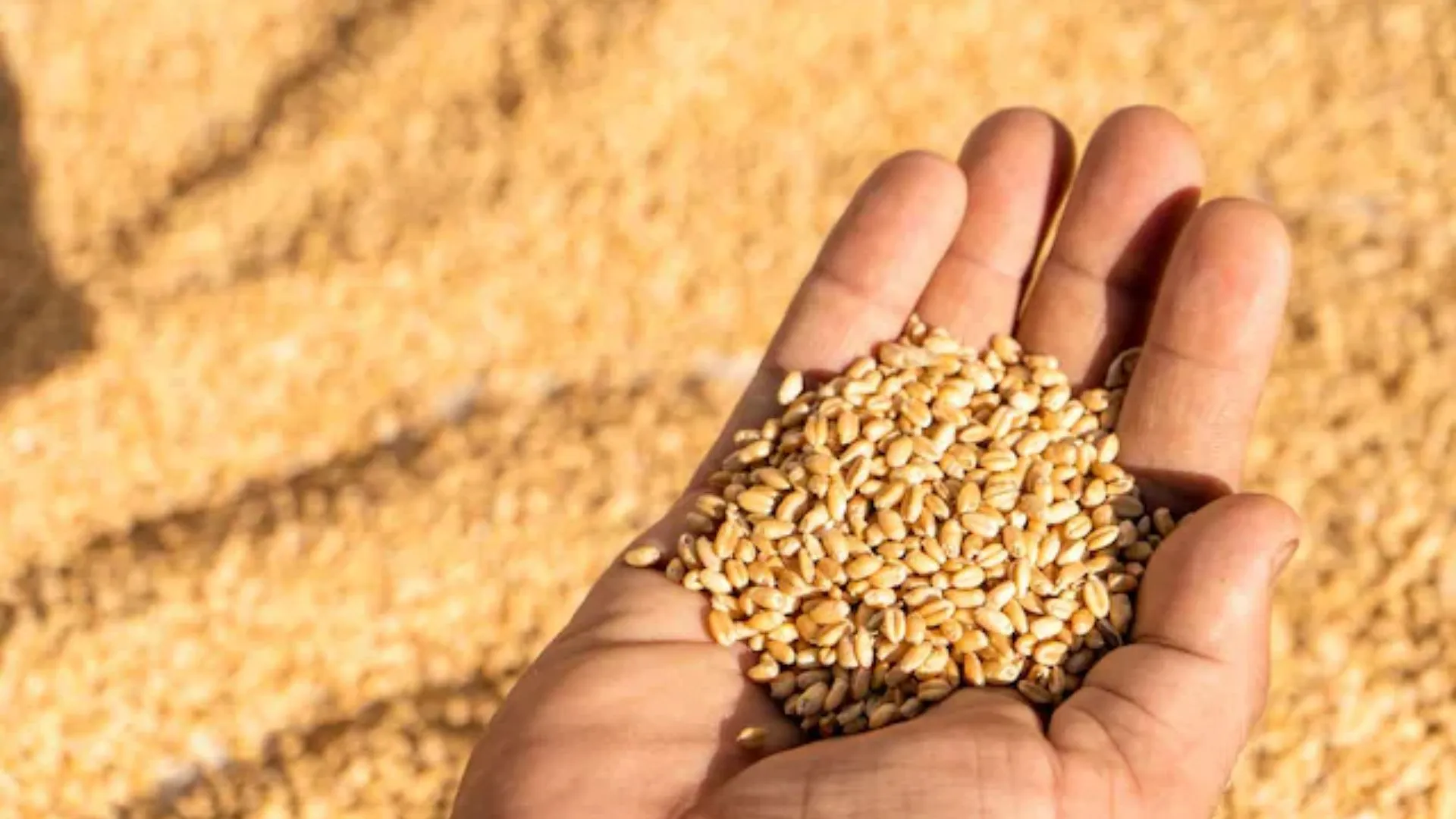 17 मार्च से UP सरकार करेगी गेहूं की खरीद, 48 घंटे के अंदर होगा भुगतान 