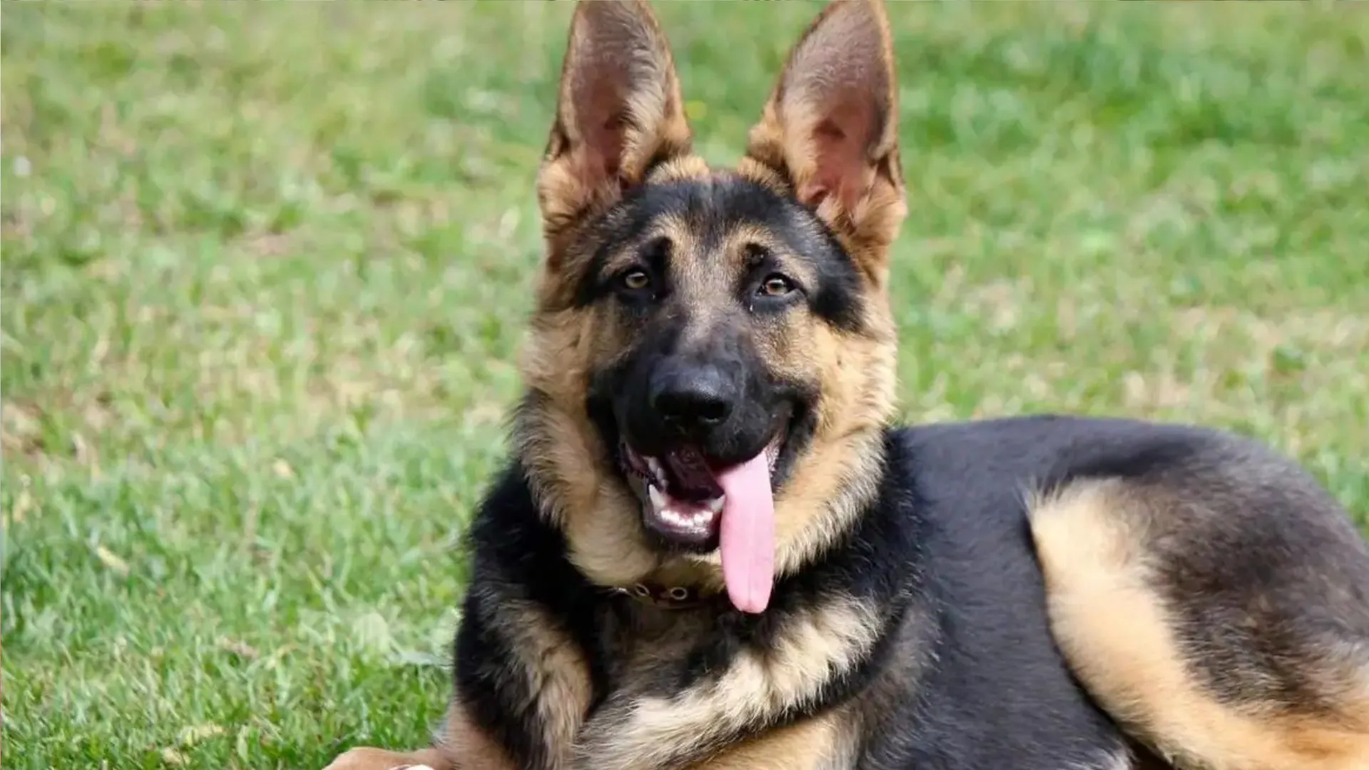 कानपुर: जर्मन शेफर्ड ने नोच-नोच कर वृद्ध मालकिन को उतारा मौत के घाट