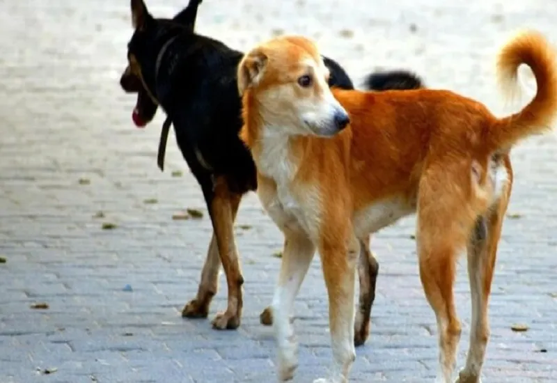 मुरादाबाद : कुंदरकी में खूंखार कुत्तों ने 7 साल के बच्चे को नोचकर मार डाला, घर से 200 मीटर की दूरी पर आम के बाग में मिला शव 