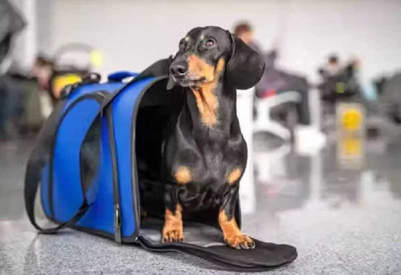 US : कुत्ते को नहीं मिली विमान में चढ़ने की अनुमति, गुस्साई महिला ने हवाई अड्डे के शौचालय में डुबोकर मार डाला