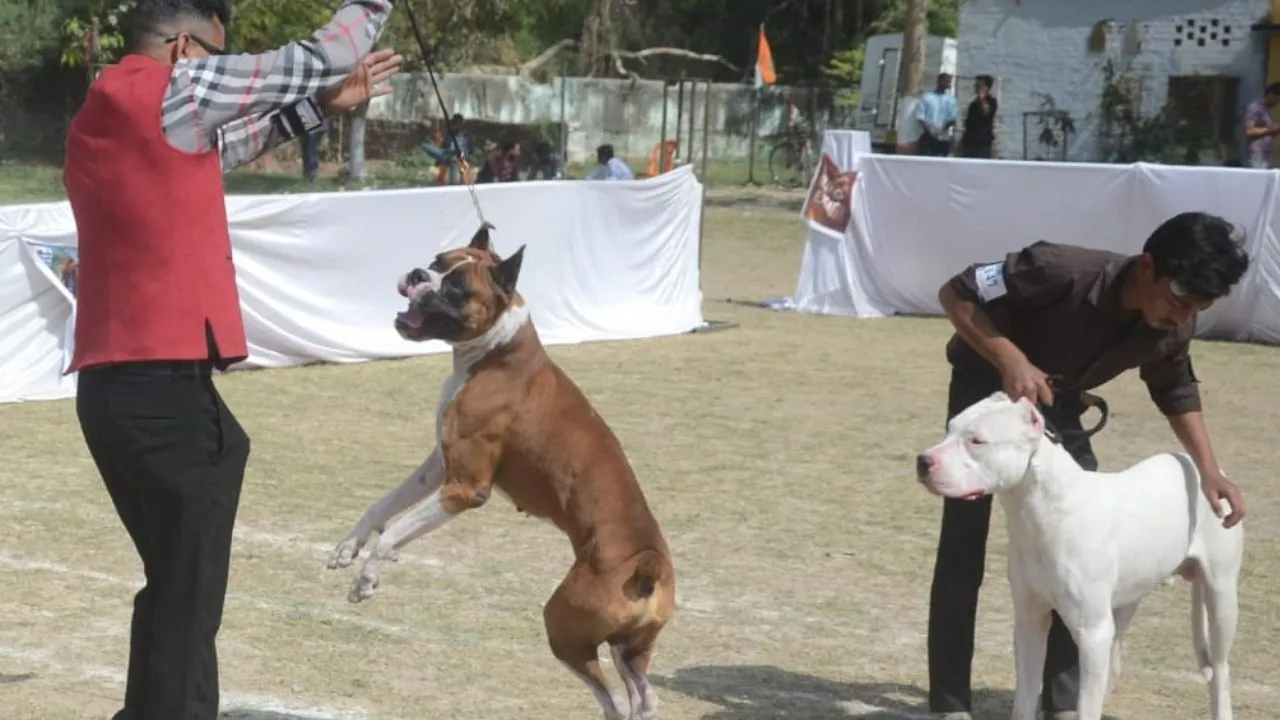 Dog Show Kanpur News (1)