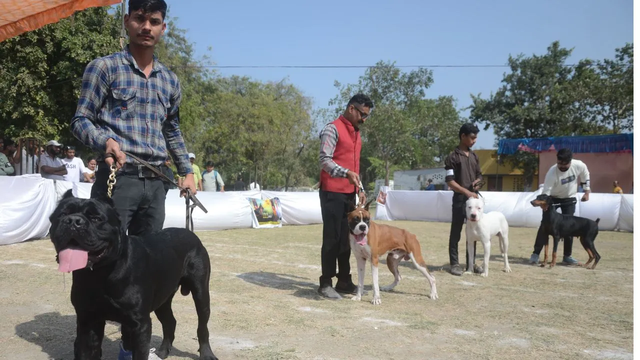 कानपुर में Dog शो का आयोजन: चीन, मेक्सिको, अमेरिका समेत कई देशों के डॉग, देखने के लोग जुटे, देखें- PHOTOS