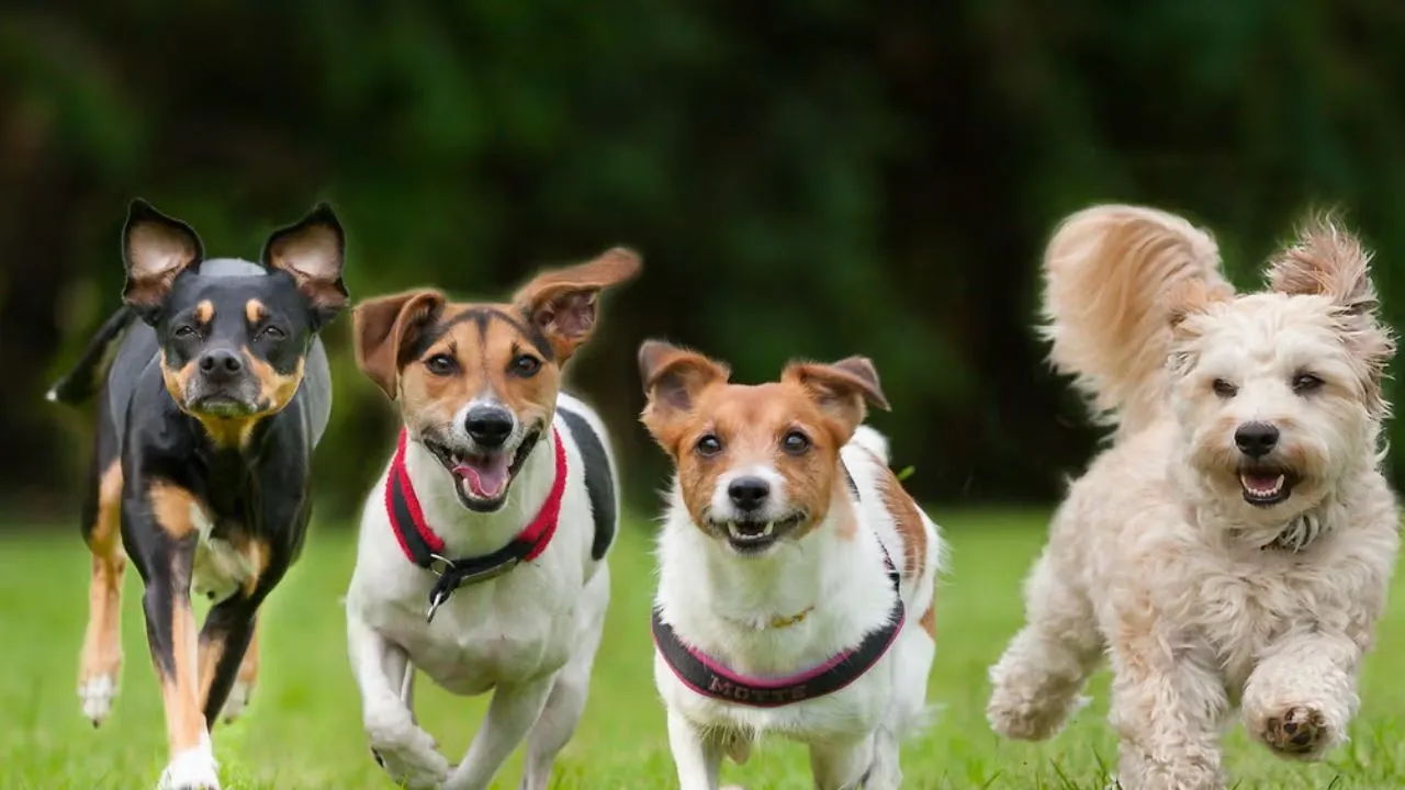 Kanpur: माफ कीजिए, कुत्ते काटते रहेंगे-मौत बांटते रहेंगे, अधिकारी बोले- हमारे हाथ नियम-कानून से बंधे, कुछ नहीं कर सकते