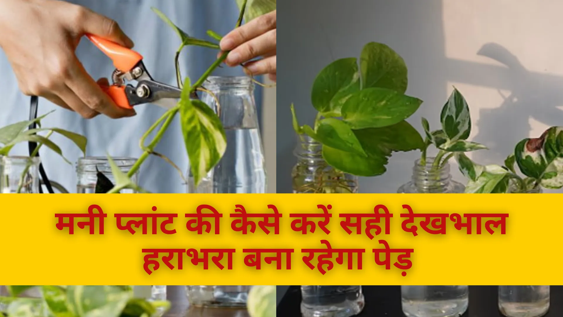 मनी प्लांट की कैसे करें सही देखभाल, हराभरा बना रहेगा पेड़ 