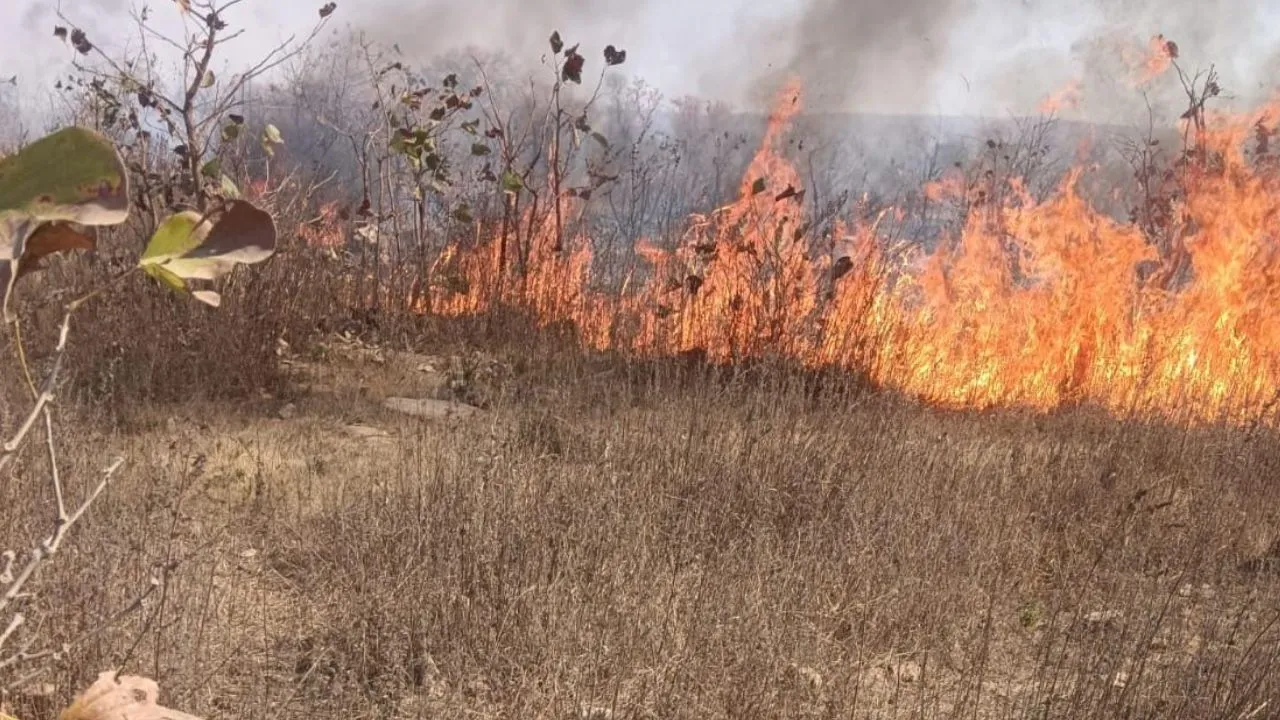 रुक नहीं रहा सिलसिला, अब कल्चिहा जंगल में लगी आग; चित्रकूट में भारी तादाद में वन संपदा के नुकसान की आशंका... 