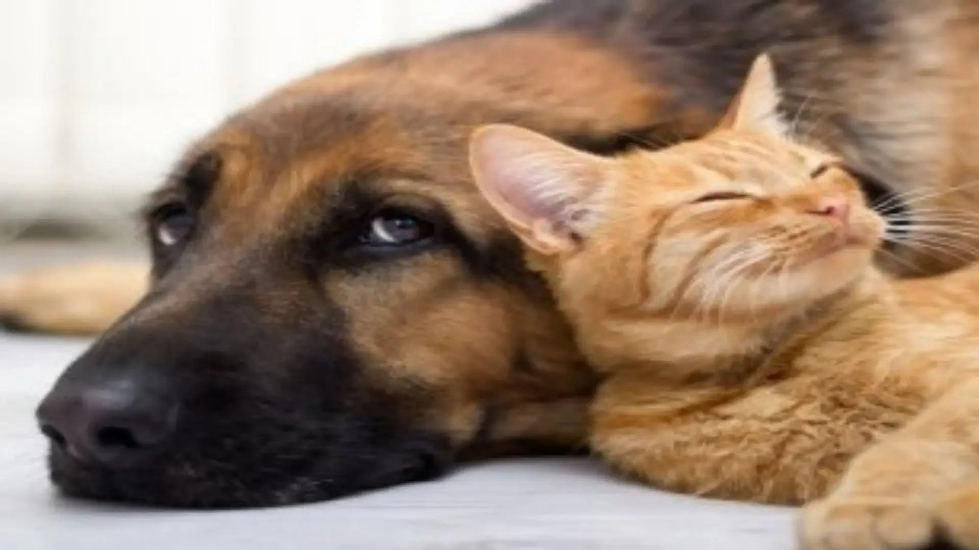 कुत्ते-बिल्लियों में भी बढ़ रही वायरल की समस्या  