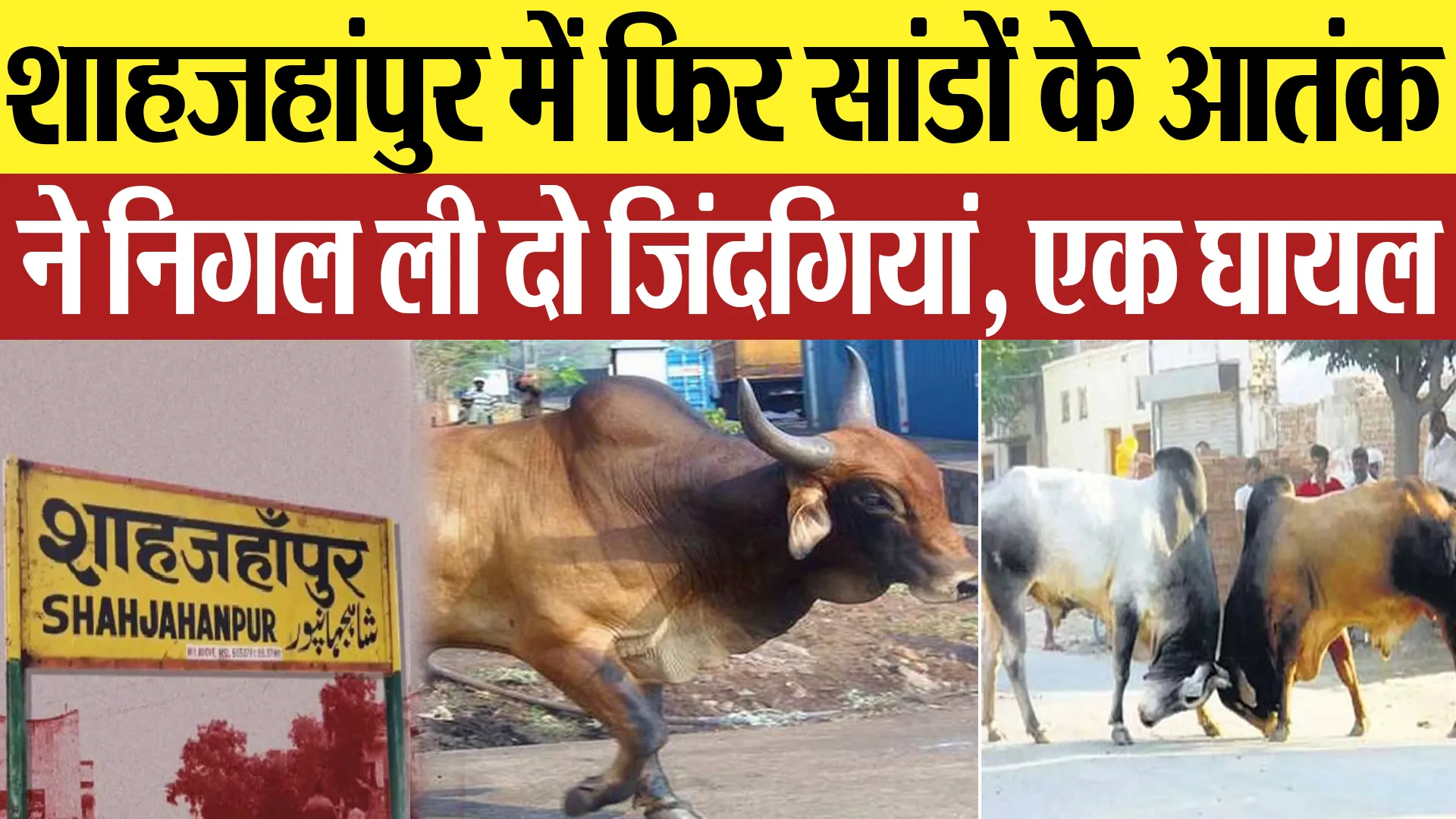 Shahjahanpur News : शाहजहांपुर में फिर सांडों के आतंक ने निगल ली दो जिंदगियां, एक घायल |