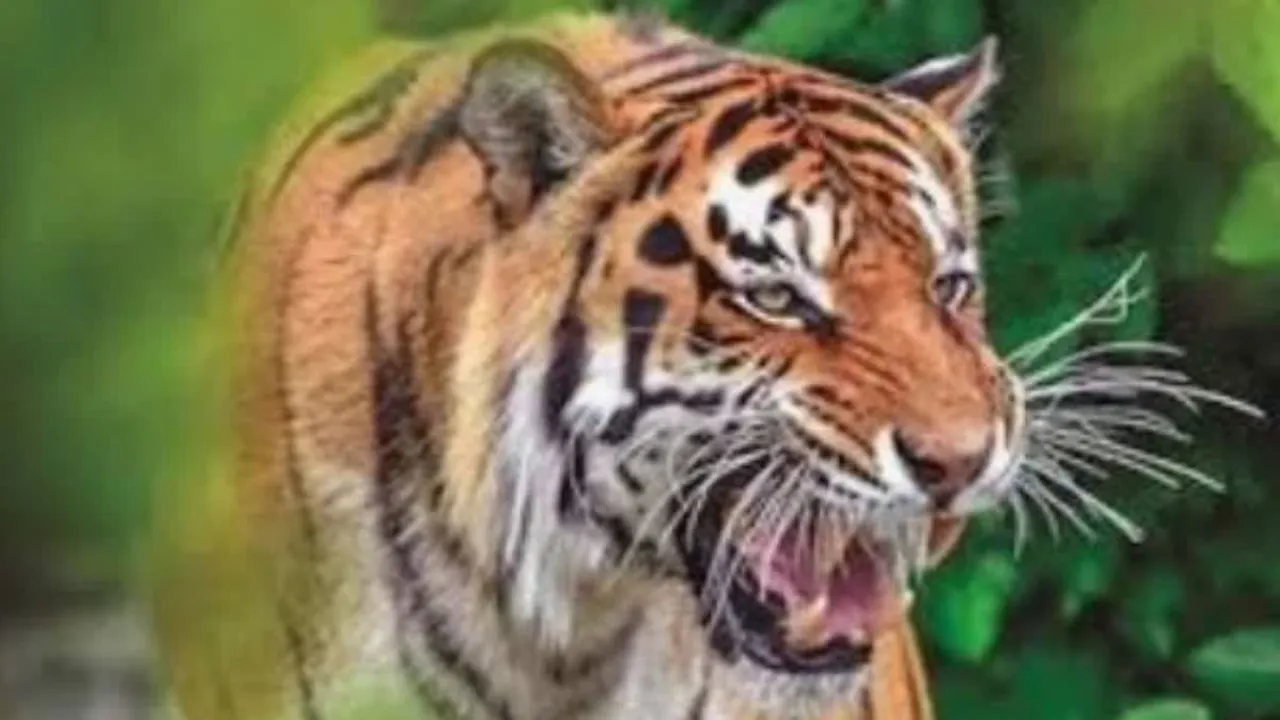 बाघ के डर से बोर्ड परीक्षा केंद्रों के बाहर बढ़ाई गई सुरक्षा, रहमान खेड़ा जंगल को छोड़ कर चला गया Tiger