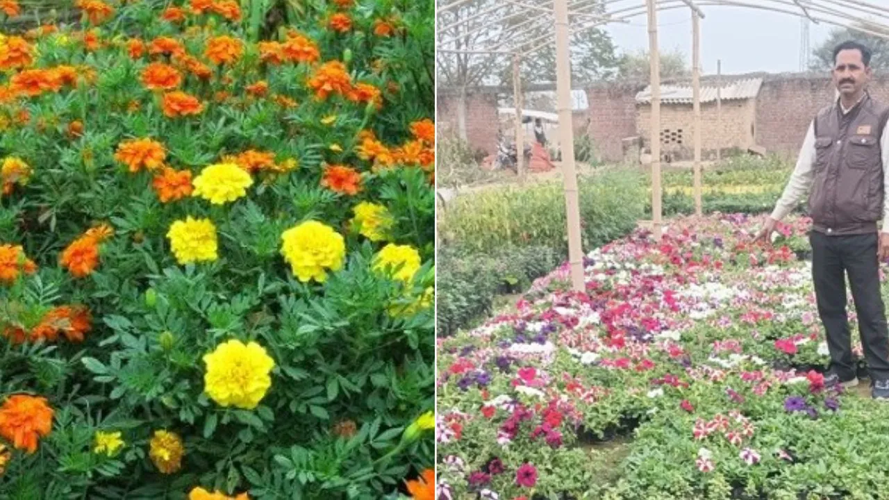 Bareilly: 8वीं तक की पढ़ाई और अब खुद लोगों को दे रहे रोजगार, फूलों की खेती ने बदल दिया जीवन!