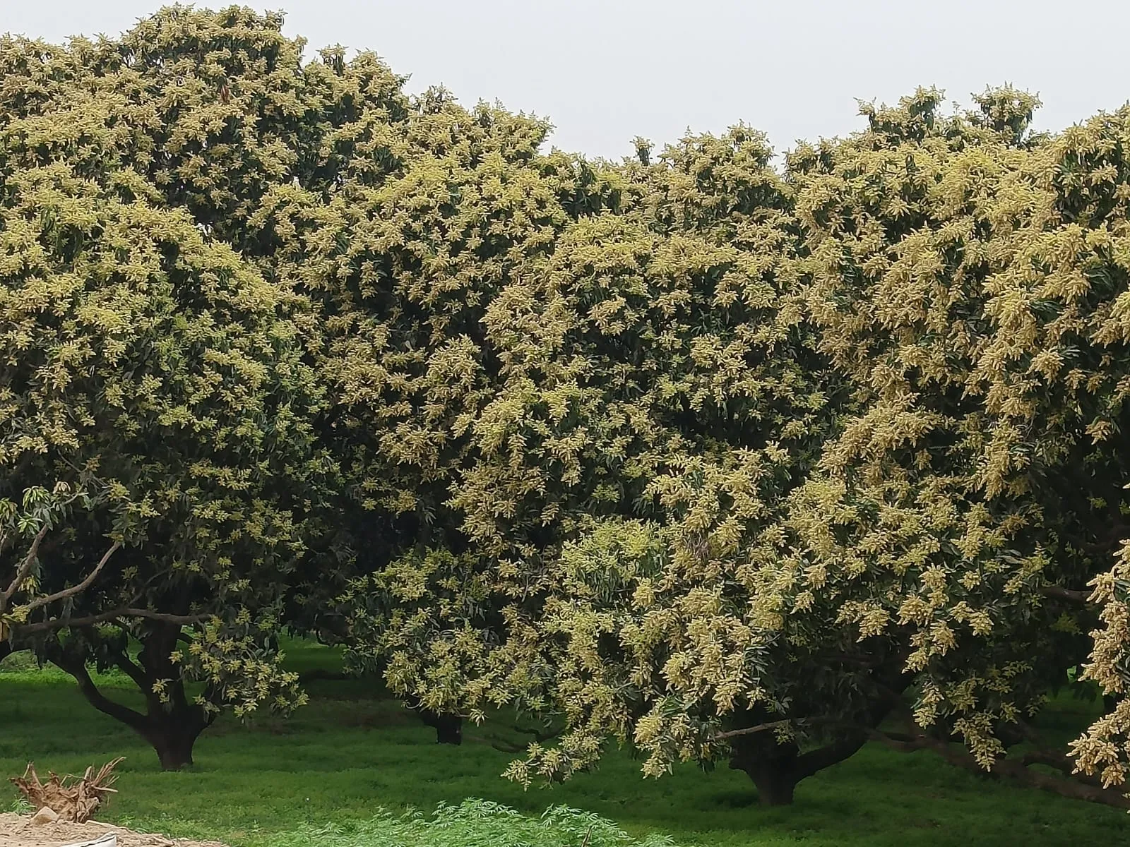 कासगंज: राजा के बौर आने से बागवानों के खिले चेहरे, अच्छे उत्पादन का अनुमान