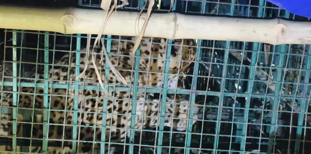 बहराइच: बाग में लगे पिंजरे में कैद हुआ तेंदुआ, दहशत से लोग थे घरों में कैद