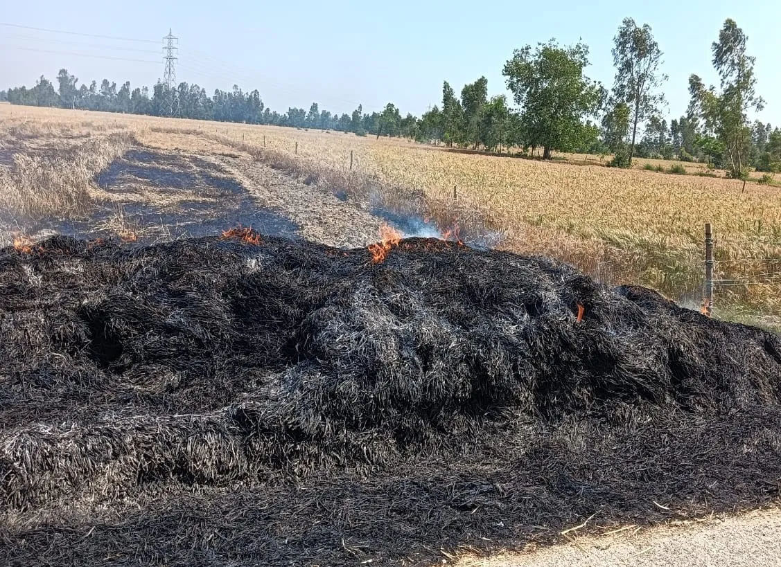 बदायूं: खेत में अचानक लगी आग, जल गई पांच बीघा गेहूं की फसल राख