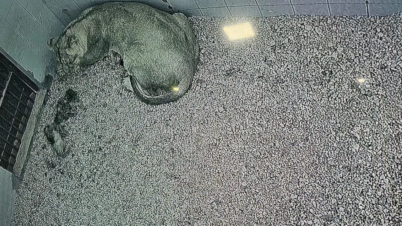 Etawah सफारी को होली पर मिला तोहफा: शेरनी नीरजा ने तीन शावकों को दिया जन्म, सभी स्वस्थ, CCTV से हो रही निगरानी