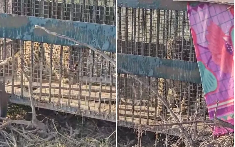 Rampur News : करीमपुर के जंगल में पिंजरे में कैद हुआ तेंदुआ, ग्रामीणों ने ली राहत की सांस 