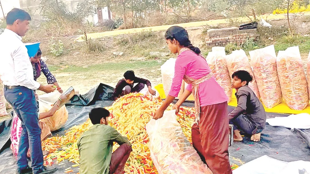 Kanpur: होली आते ही मिलावटखोर सक्रिय, पापड़ और कचरी में मिली रंग की अधिकता, खाद्य सुरक्षा टीम ने किया सीज