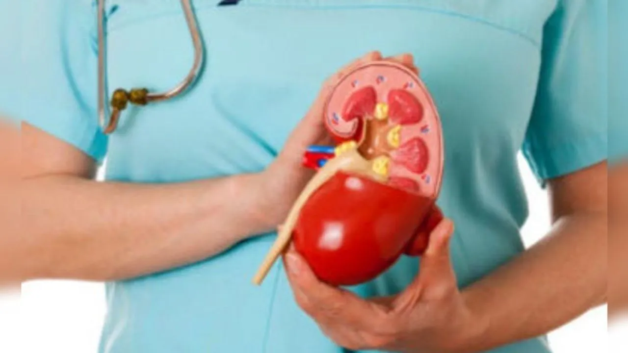 बड़े काम की किडनी: अपशिष्ट पदार्थों को शरीर से निकालती बाहर, किन वजहों से किडनी होती खराब... यहां जानें