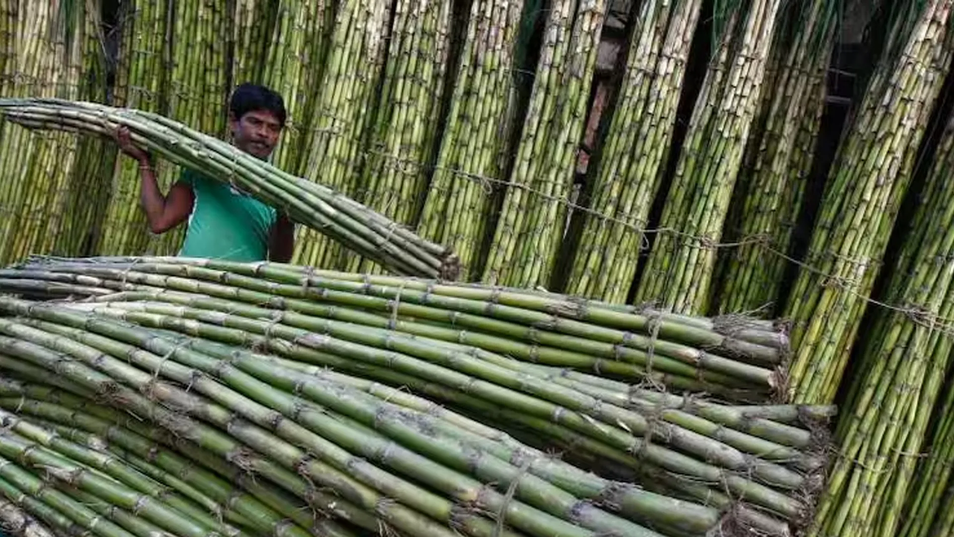 Bareilly: गन्ने की अच्छी पैदावार के लिए किसान अपनाएं वैज्ञानिक विधि