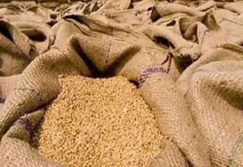 मुरादाबाद मंडल के 348 केंद्रों पर आज से होगी गेहूं की खरीद, तैयारियां पूरी