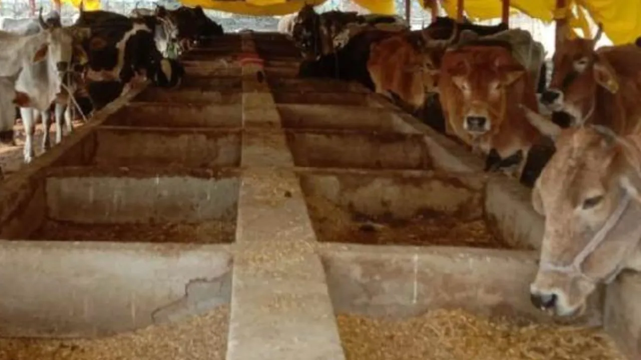 Kanpur: गोशालाओं में सीसीटीवी से होगी निगरानी, रिकार्डिंग से पता चलेगी गोवंश को समय से चारा और उपचार मिलने की हकीकत