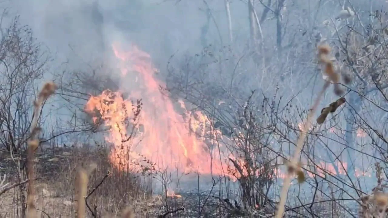 Chitrakoot में रानीपुर टाइगर रिजर्व में आग: ग्रामीण बोले- कई हिस्से आए चपेट में, दुर्लभ जीव-जंतुओं व वन संपदा पर बढ़ा खतरा