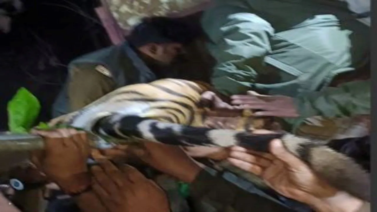 लखनऊ में पकड़ा गया बाघ, 25 को बना चुका है शिकार, 90 दिन बाद वनकर्मियों ने किया ट्रेंकुलाइज