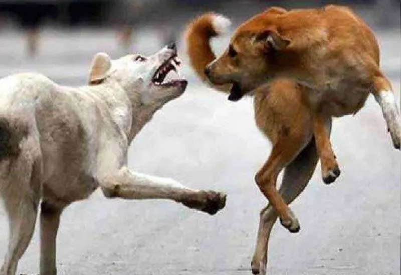 अमेरिका : बेटी के 50 से अधिक पालतू कुत्तों ने किया हमला, मां की मौत...महिला गिरफ्तार  