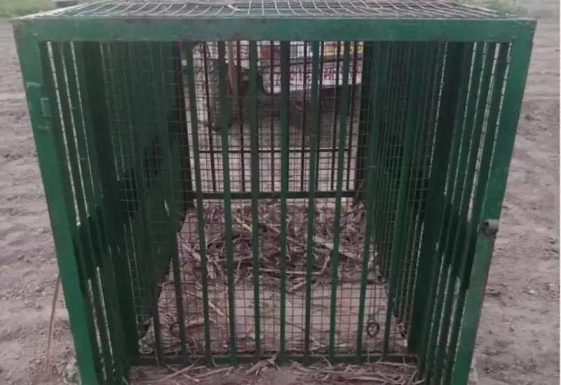 बिजनौर : गुलदार को पकड़ने के लिए वन विभाग ने लगाया पिंजरा, चोरी कर ले गए चोर...ग्रामीणों में डर का माहौल