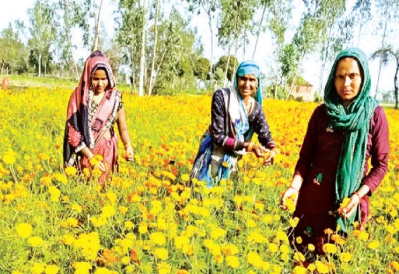 Moradabad : फुलवन मा महक तुम्हीं से है...स्वयं सहायता समूह बनाकर दो महिलाओं ने फूलों की खेती से बदली दर्जनों महिलाओं की किस्मत