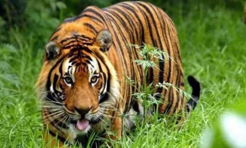 लखीमपुर खीरी: मजदूर समेत दो युवकों पर बाघ ने किया हमला, दहशत में ग्रामीण